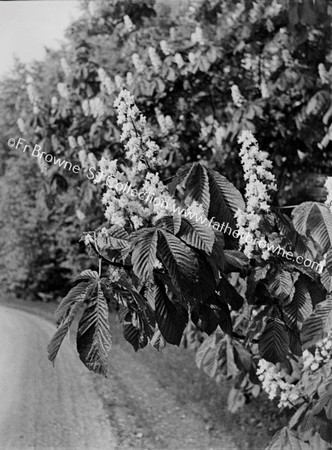 CHESTNUTS IN BLOOM